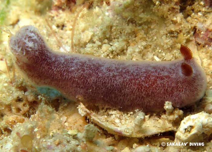 photos macro endémique Madagascar